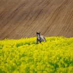Współczesne działania SEO w obliczu przeobrażeń obserwowanych w algorytmach Google i social mediach